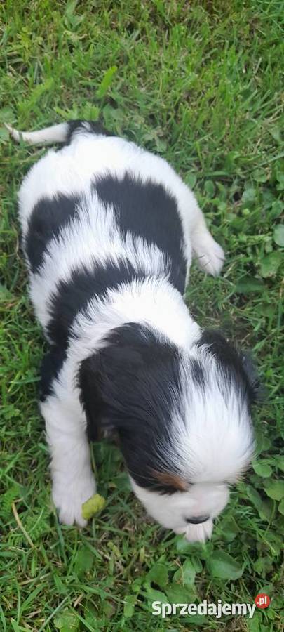 Suczka Cavalier king charles spaniel tricolor śląskie