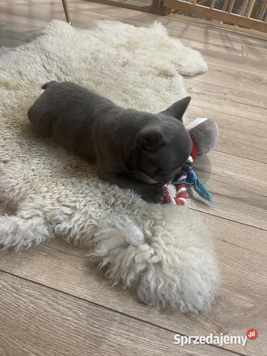 Buldog francuski szczeniaki pieski i suczki