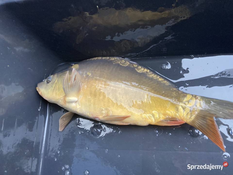 Karp handlowy Radom sprzedam
