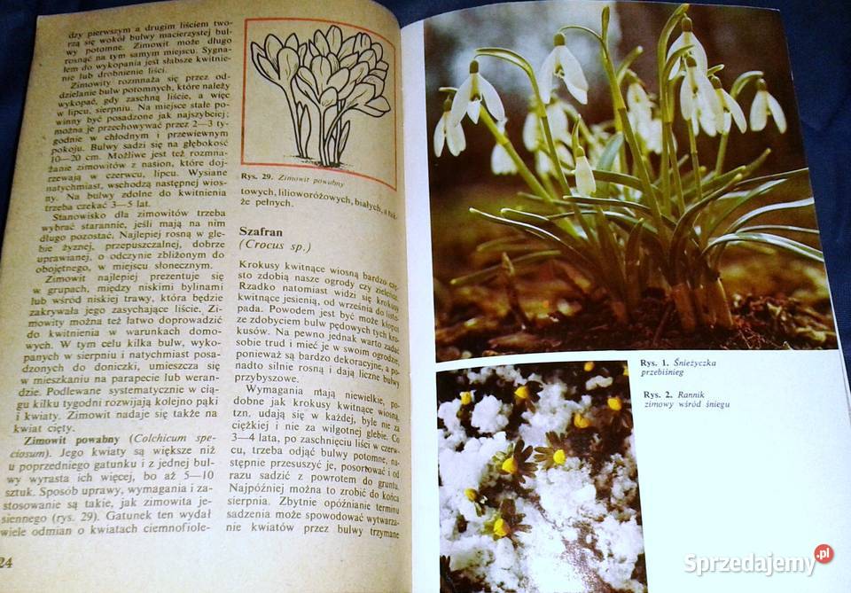 Mało znane ozdobne rośliny cebulowe i bulwiaste Chełm