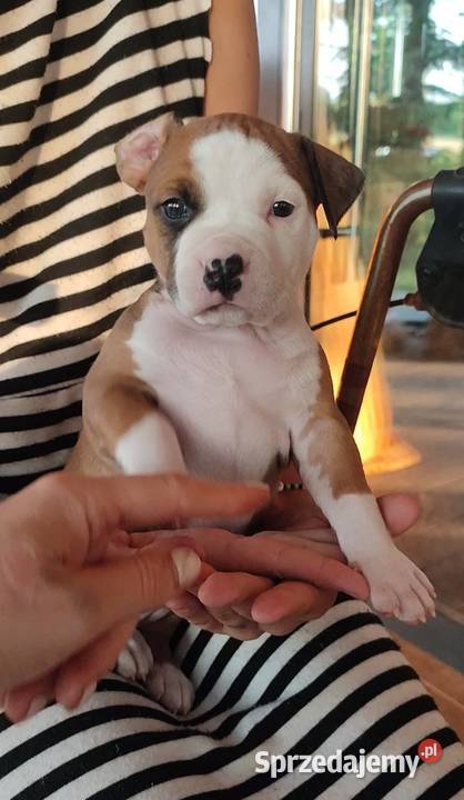 Amstaff American Staffordshire Terrier ZKwP FCI Białystok