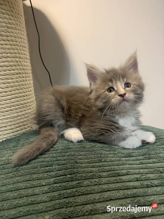 Maine Coon Srebno Biały Pręgowany szarobiały
