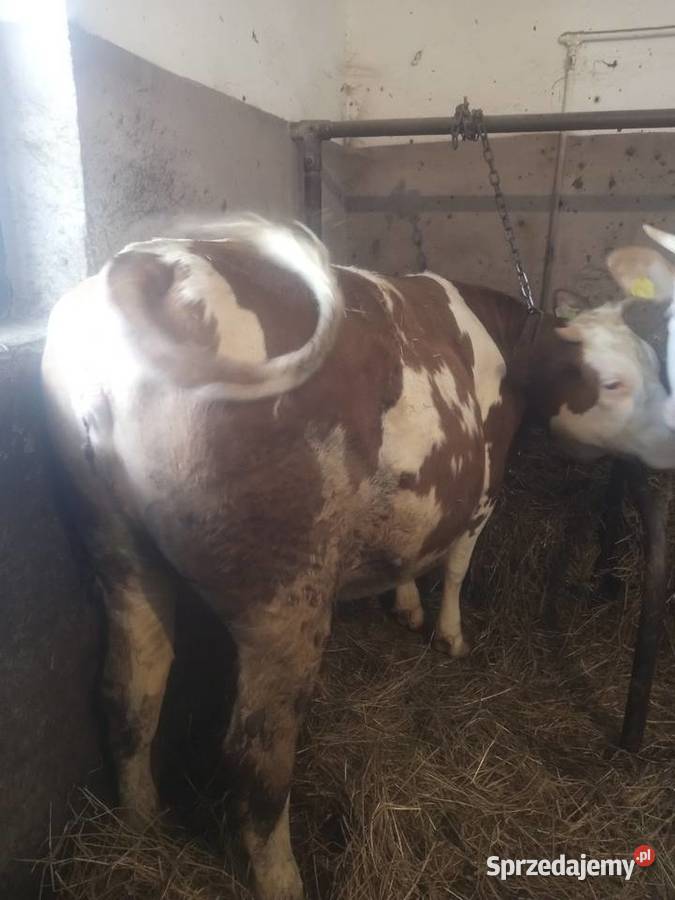 Jałówka wysokocielna simental Nowy Nart sprzedam