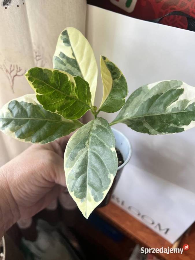 Pseuderanthemum roślina doniczkowa Pozostałe Warszawa