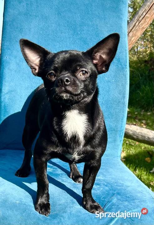 Chihuahua maleńki chłopczyk ZkwP świętokrzyskie Raczyce