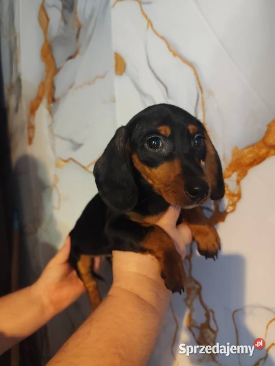 Jamnik krótkowłosy suczka mazowieckie