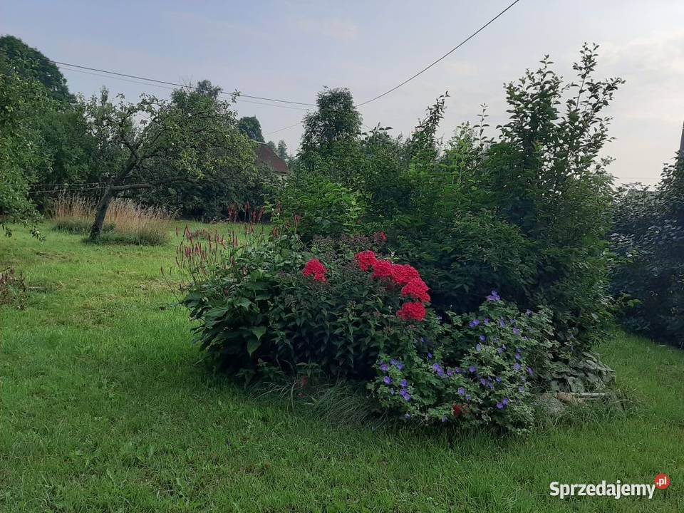 Siedlisko na spokojnej wsi duża działka z domem Wasiły-Zygny