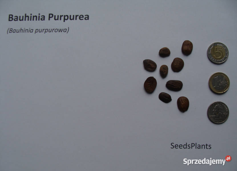 BAUHINIA PURPUROWA Bauhinia Purpurea NASIONA 30