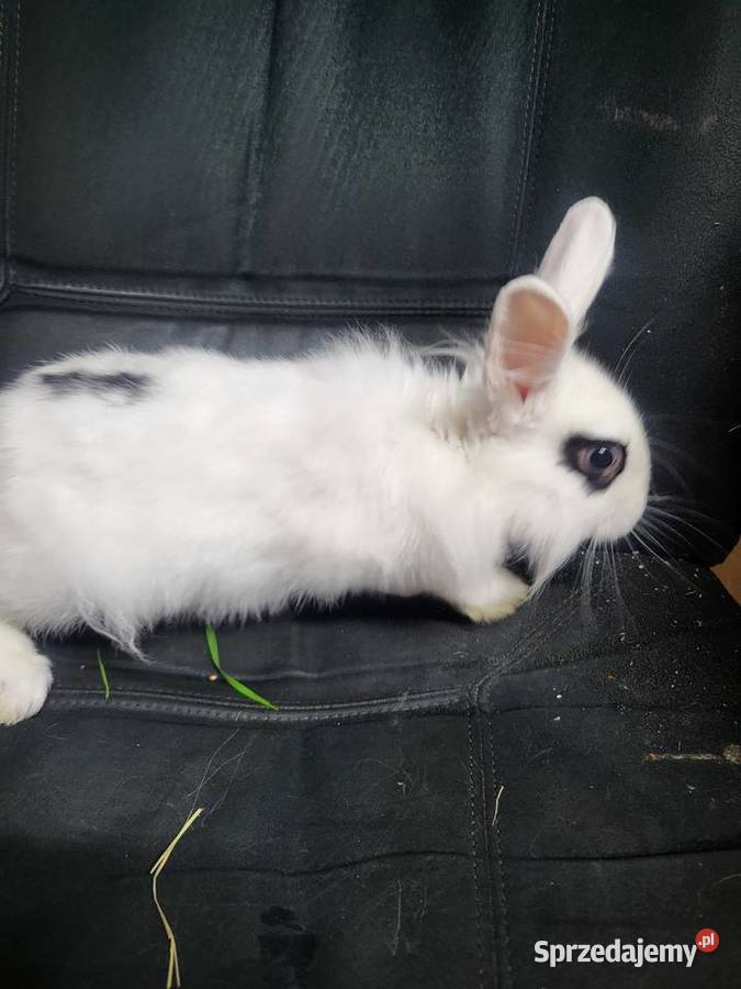 Króliczek miniaturka chłopczyk Wrocław