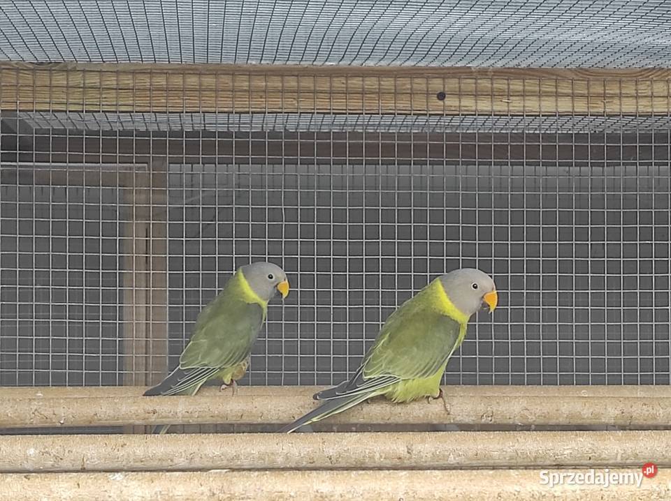 Aleksandretty śliwogłowe oliwkowe 2024 Ptaki Warszawa