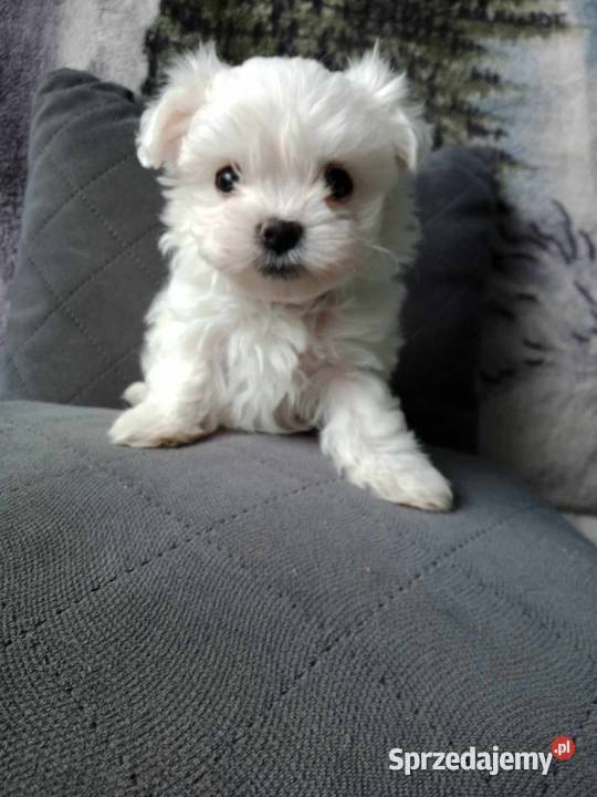 Maltańczyk z rodowodem Będzin