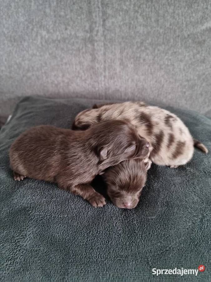 Szpic miniaturowy szczenięta Wieruszew