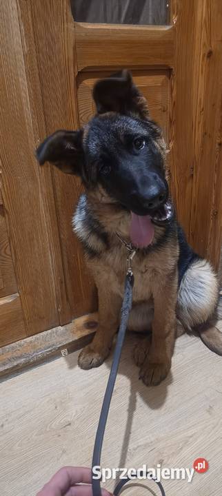 Owczarek niemiecki krótkowłosy Będków