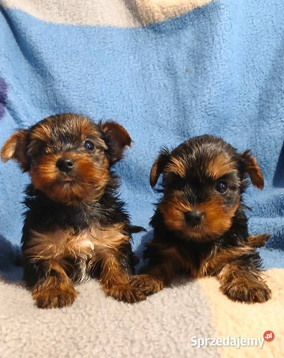 yorkshire terrier suczka samiec mini czarno Rzeszów