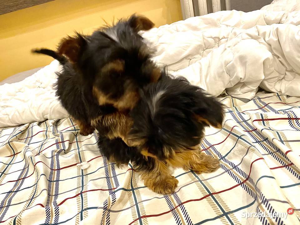 Yorkshire terrier Koszalin