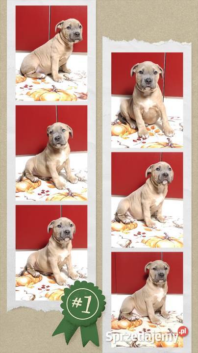 American staffordshire terrier Strzelniki