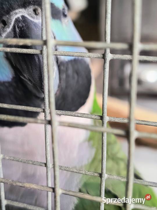 Alexandrety chiński para lęgowa Krzemieniewo