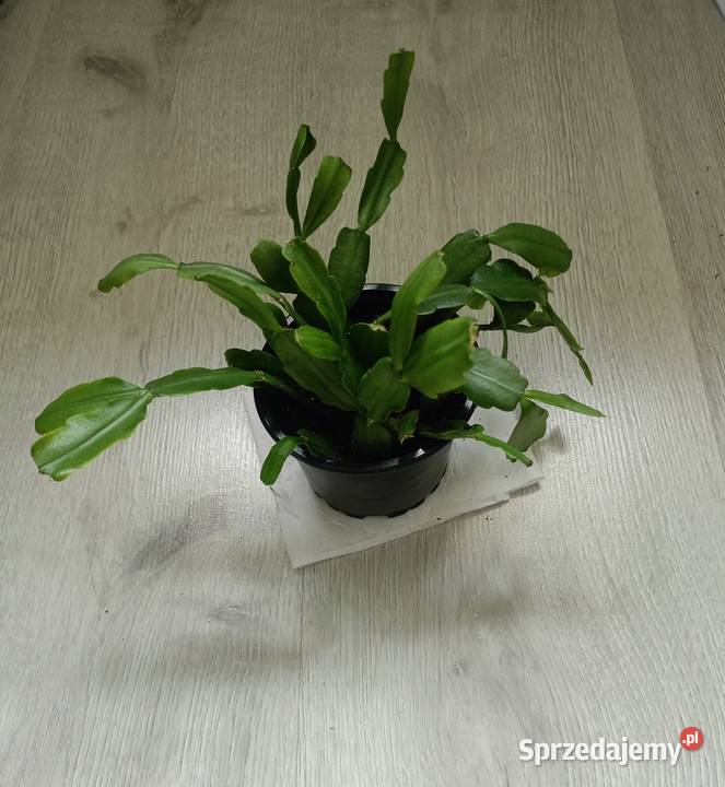 Grudnik stara odmiana szlumbergera zygokaktus Kwitnące Bochnia sprzedam