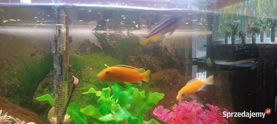 Oddam ptasie mleczko 4 pyszczaki Głowno