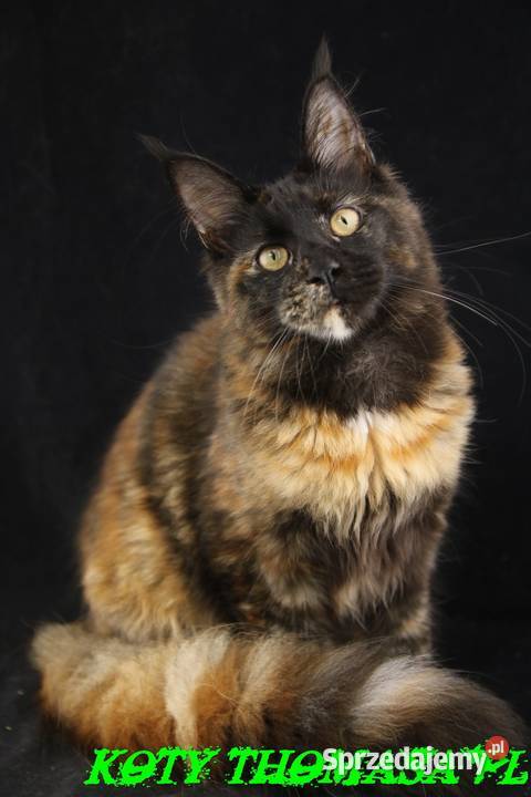 Przepiękna Szylkretka Maine Coon Och Valentyna