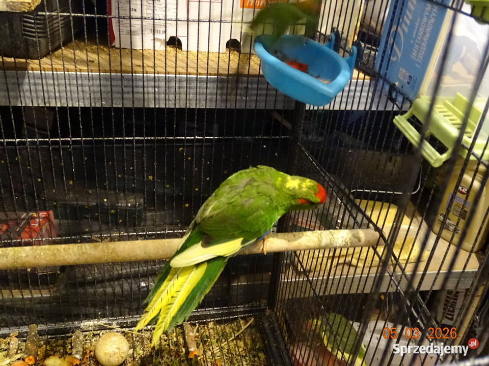 PAPUGI MODROLOTKI KOZIA Ptaki sprzedam