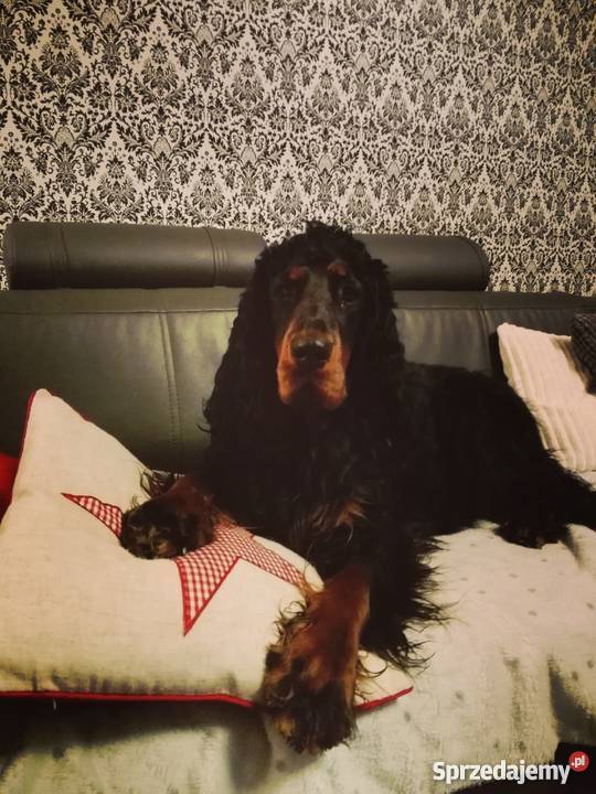 Zapowiedź miotu Seter Szkocki Gordon śląskie