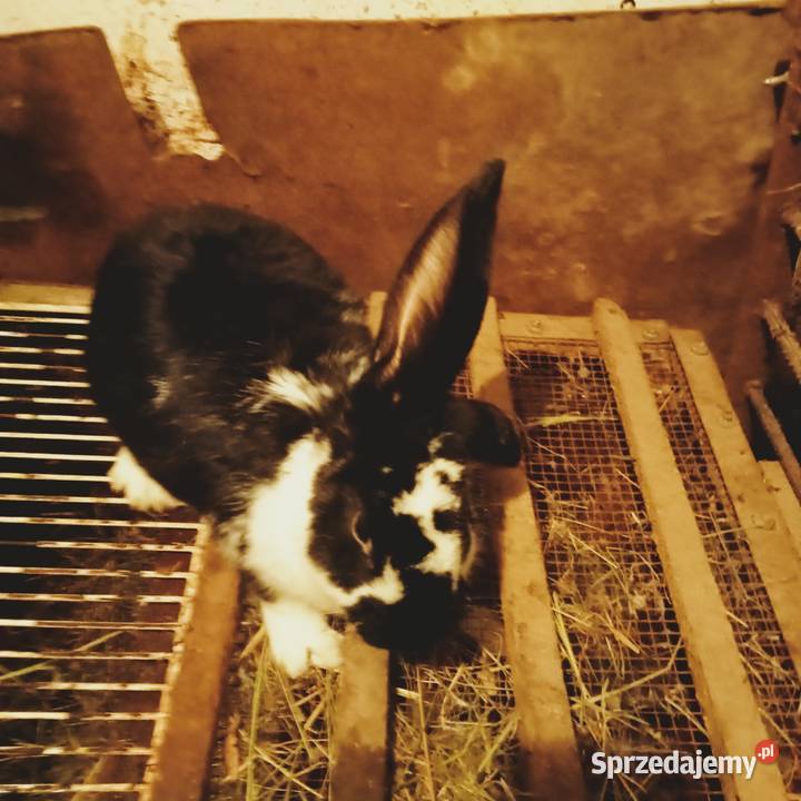 Sprzedam szczepionego królika samca krzyżówka Gryzonie Trzepnica