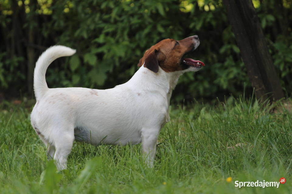 Piesek Jack Russell Terrier Delastowice