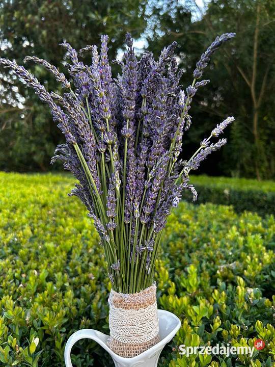 Bukiety lawendowe dekoracje kompozycje kwiatowe Piotrków Trybunalski