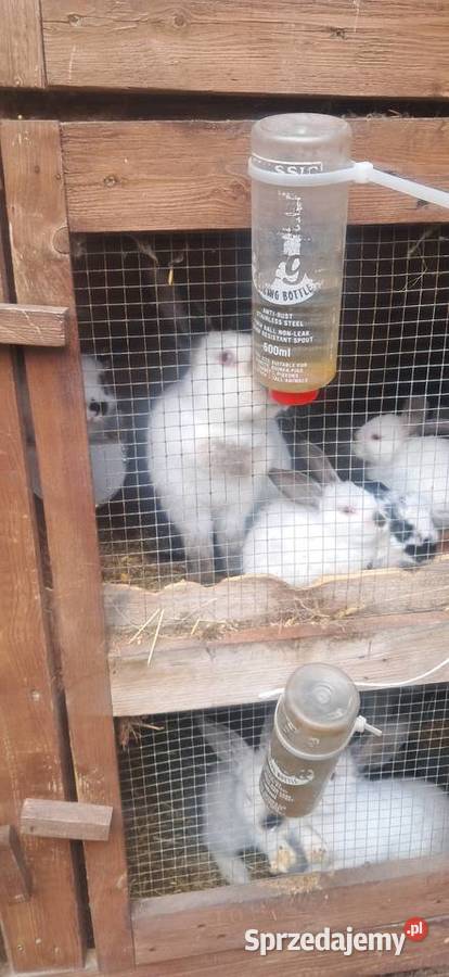 Króliki kalifornijskie I srokacze wielkopolskie Pawłów