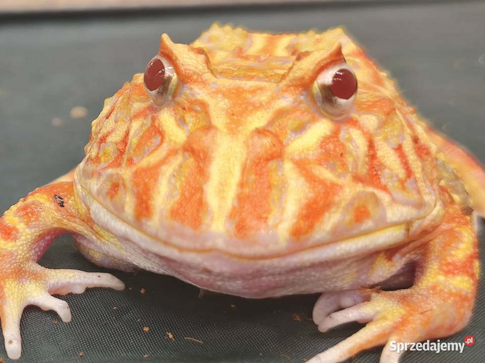 żaba rogata strawberry roczny osobnik Wałbrzych