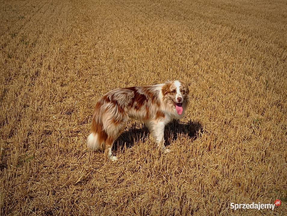 Border collie sable merle Pozostałe Hrubieszów