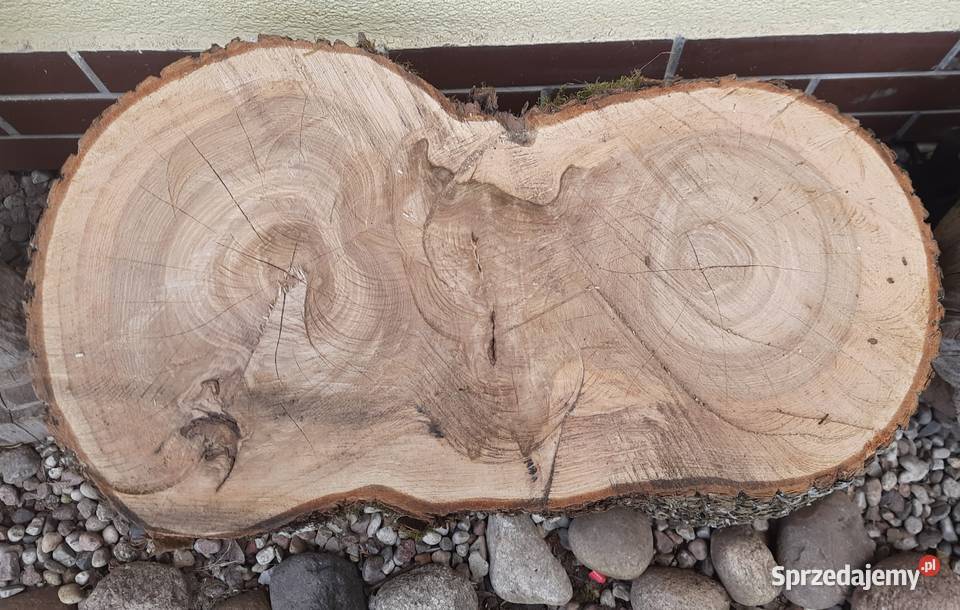 Jesion siedzisko solidny kawał drewna 63 X 30 Dekoracje ogrodowe Morąg