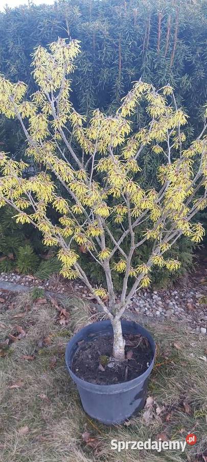 Oczar złotożółty Hamamelis Sompolno