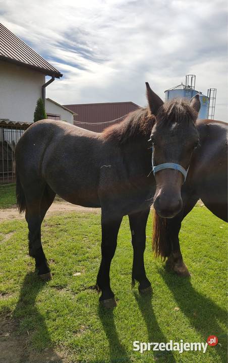 Sprzedam ogierka pół perszeron Janowiec