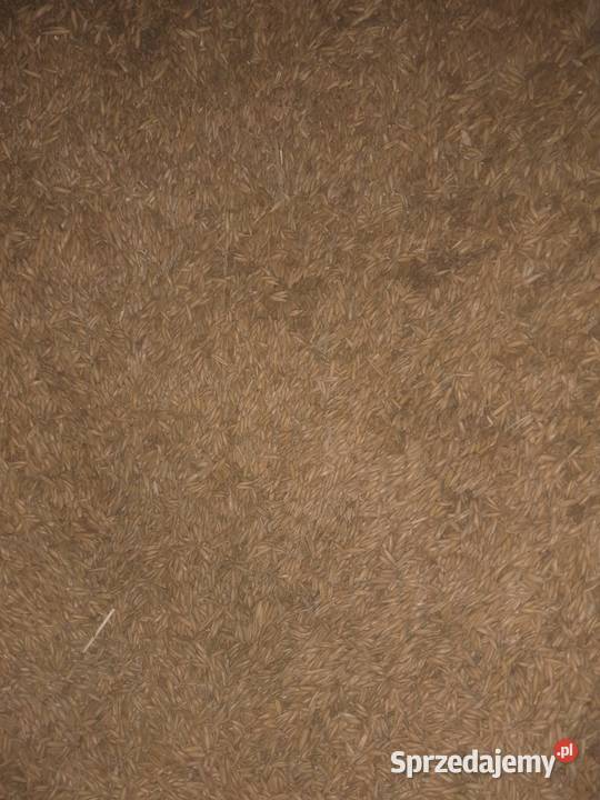 Owies Bingo zbiór 2025 małopolskie Pcim sprzedam