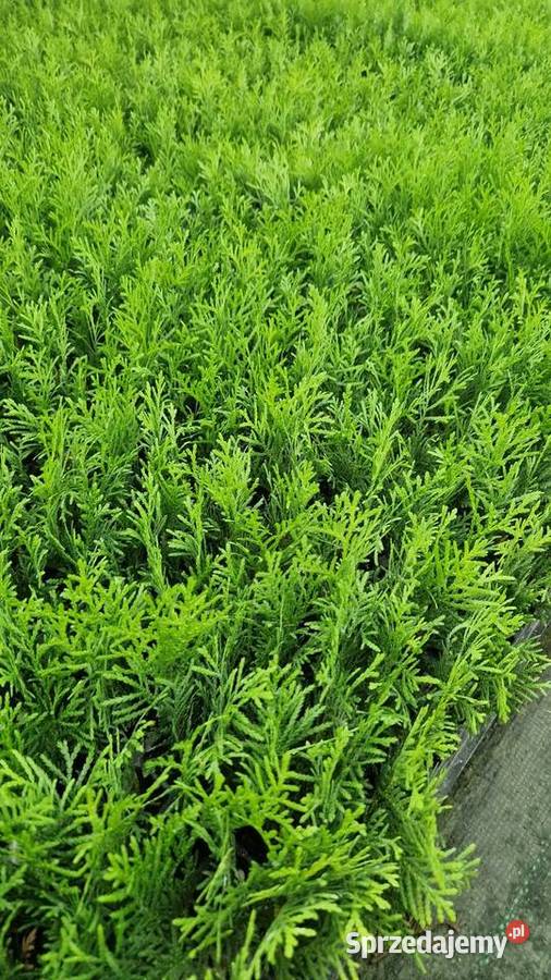 Tuja Danica Sadzonki Wrocław sprzedam