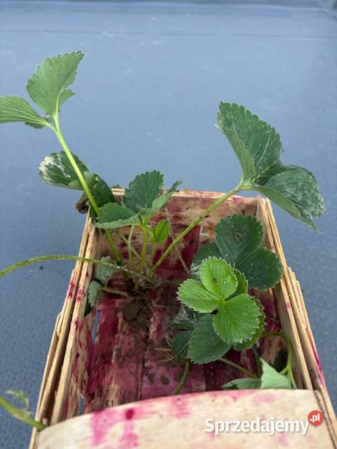 Rozsada truskawki Rośliny przemysłowe