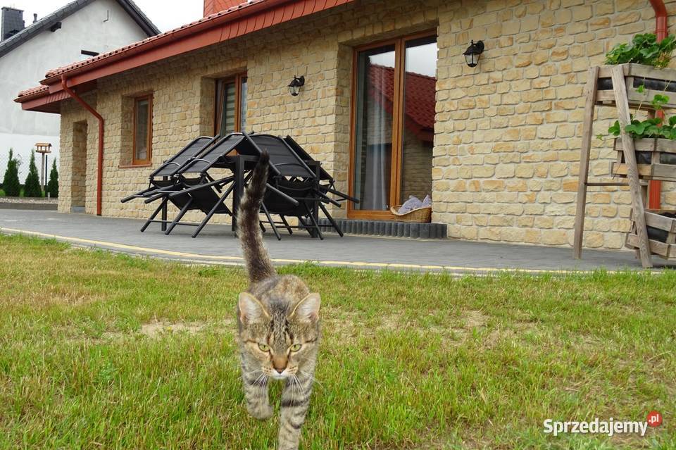 producent płytek kamienia dekoracyjnego Radomsko sprzedam