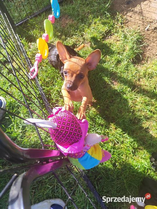 Pinczerek miniaturka Płock