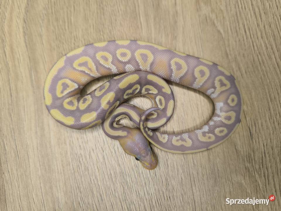 Pyton królewski Banana Mojave poss Fire het mazowieckie Makowiec