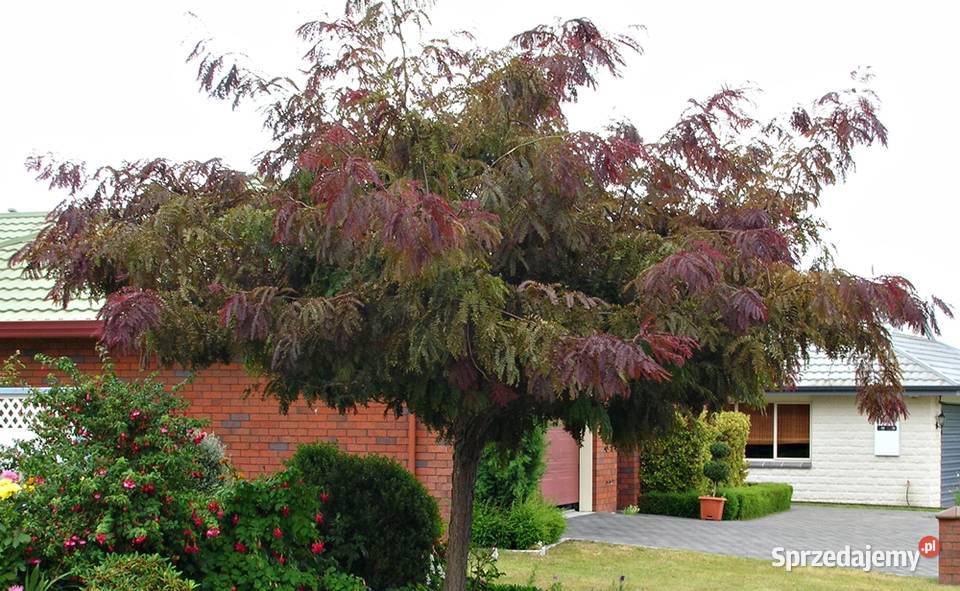 Glediczja trójcierniowa Rubylace Sunburst 230 Sompolno sprzedam