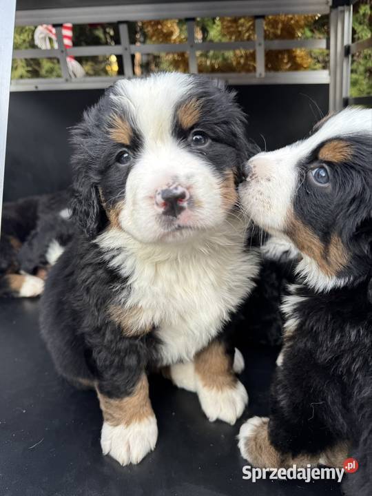 Piękna sunia Berneński Pies Pasterski z małopolskie Nowy Sącz