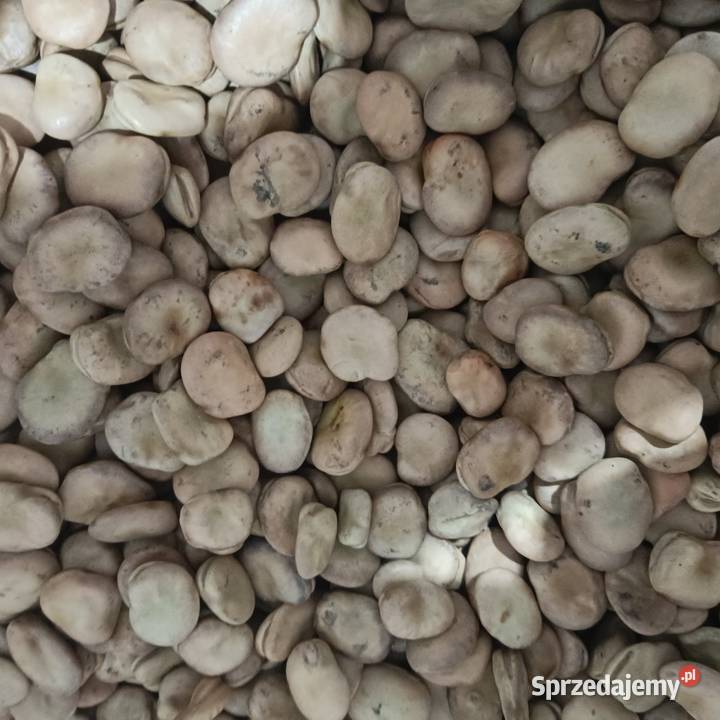 Sprzedam bób odmiany Dragon Kutno