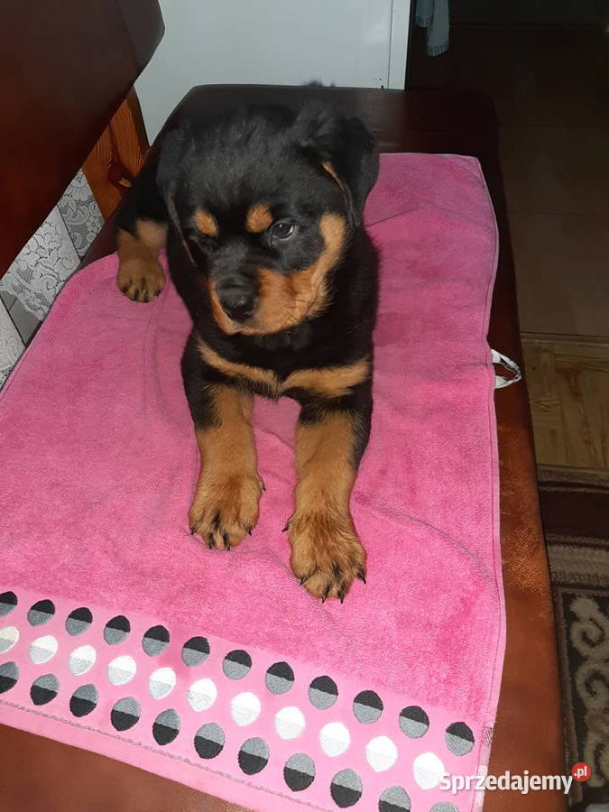 Rottwailer szczeniak starej Lini