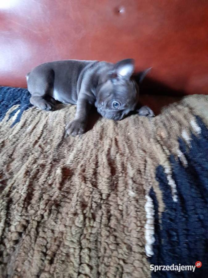 Buldog francuski piesek Augustów sprzedam