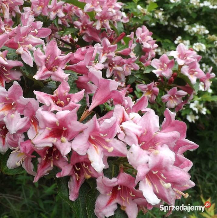 WAJGELA WEIGELA KRZEWUSZKA Gniezno