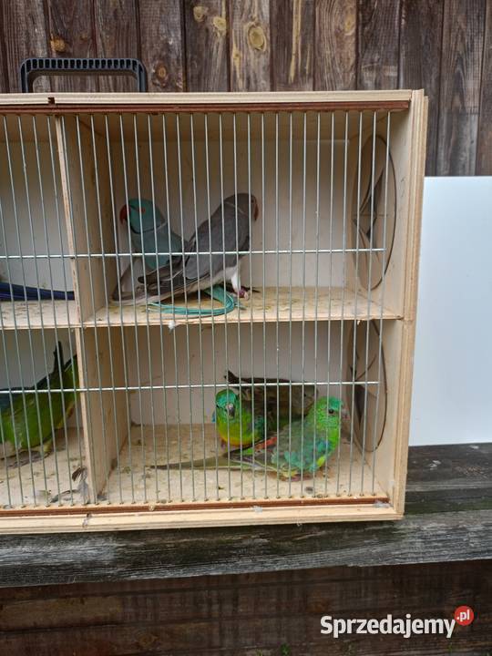 Sprzedam papugi sprzedam