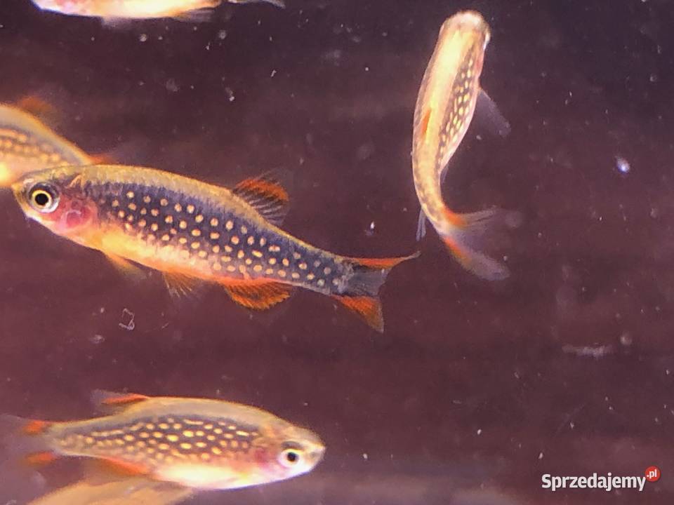 Rozbora Galaxy Danio Ryby łódzkie Justynów