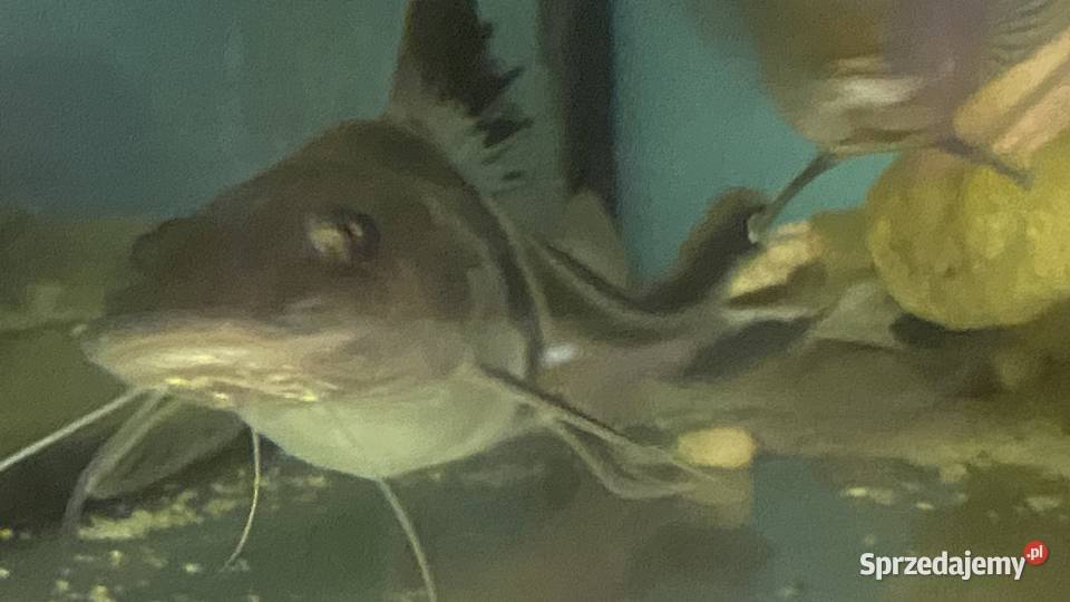 TABU Pimelodus auratus 2324 Warszawa